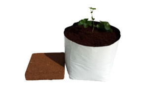 Coco Square Bag